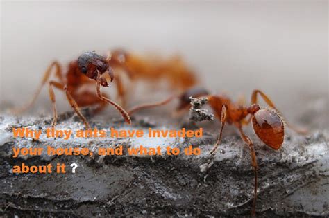 are ants attracted to heat|Why tiny ants have invaded your house, and what to .